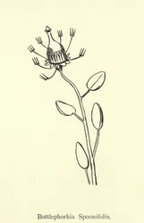Bottlephorkia Spoonifolia